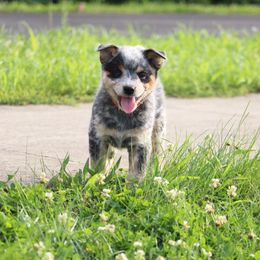 Boba Fett - Blue speckled male Australian Cattle Dog puppy in Fairmont, West Virginia from Jedda ACDs