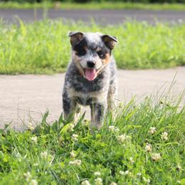 Boba Fett - Blue speckled male Australian Cattle Dog puppy in Fairmont, West Virginia from Jedda ACDs
