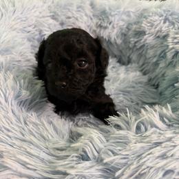 Poppie - Black male Poodle puppy in Brandenburg, Kentucky from Paradise Poodles