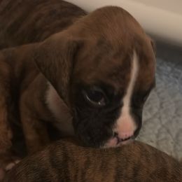 Boy 3 - Brindle male Boxer puppy in West Salem, Ohio from KCF Boxers