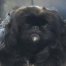 Pekingese from Keyna's Pekes