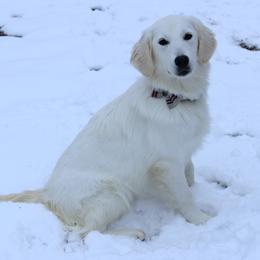 Ava - Golden Retriever