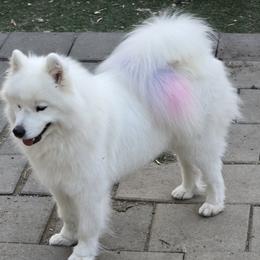 Samoyed puppies from Scarlett Creek Retrievers and Samoyeds