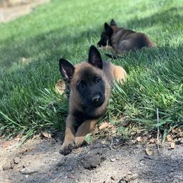 Belgian Malinois Puppies from Tehachapi Malinois