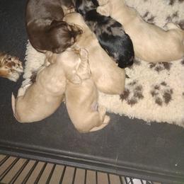 Dachshund Puppies from Katrina's Punk Rock Dachshunds