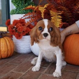 Luna - Blenheim female Cavalier King Charles Spaniel puppy in Lula, Georgia from Cavaliers by Crumley