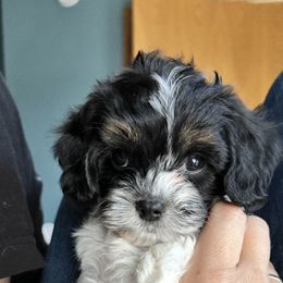 Cavapoo Puppies from Panda Puppies