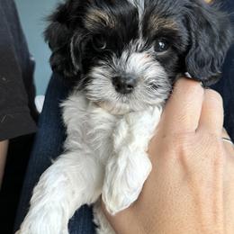 Cavapoo Puppies from Panda Puppies