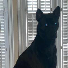 Happy - Vietnamese Phu Quoc Ridgeback