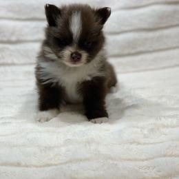 Toffee - Chocolate female Pomeranian puppy in Stuart, Virginia from Lil Aussie Posse