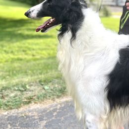 Borzoi puppies from Ivanhoe Borzoi