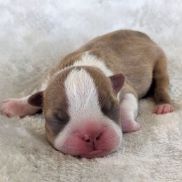 Daisy - Red female Boston Terrier puppy in Perry, Oklahoma from Sitsler Bostons