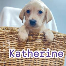 Katherine - Yellow female Labrador Retriever puppy in Lucasville, Ohio from Backwoods Labradors