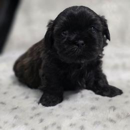 Adrian - Chocolate and tan female Shih Tzu puppy in Ronda, North Carolina from Willow River