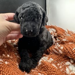 Daisy - Black female Poodle puppy in Ephrata, Washington from NCR Ranch