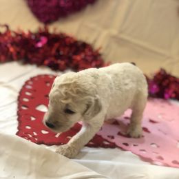 Poodle Puppies from Wild Orchid Poodles