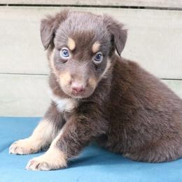Tabasco - Red tri-color male Australian Shepherd puppy in Macon, Georgia from Shaina’s Shepherds