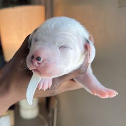 Girl 3 - Dalmatian puppy in Virginia from Andersons Toy Box LLC