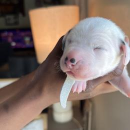 Girl 3 - Dalmatian puppy in Virginia from Andersons Toy Box LLC