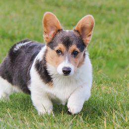 Smokey - Pembroke Welsh Corgi
