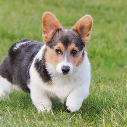 Smokey - Pembroke Welsh Corgi