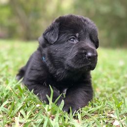 German Shepherd Puppies from Zwinger vom Schneider Wald