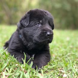 German Shepherd Puppies from Zwinger vom Schneider Wald