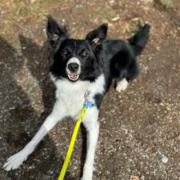 Moondancer (Moon) - Black and white male Border Collie puppy in Santa Cruz, California from Von Guadachi German Shepherds & Audacity Border Collies