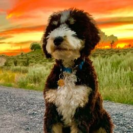 Marge - Bernedoodle