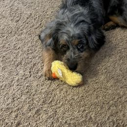 Aussiedoodle All Grown Up from White Pine Farm