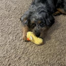 Aussiedoodle All Grown Up from White Pine Farm