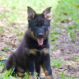 Albert - Black and tan male German Shepherd puppy in Leesburg, Florida from RoyalWork K9