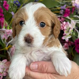 Banana - Parti female Goldendoodle puppy in Yuciapa, California from AlltheDoodlez_