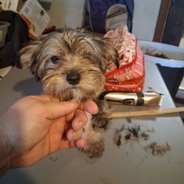 Archie - Black and tan male Yorkshire Terrier puppy in Jacksonville, Arkansas from Royal Yorkie Terrier