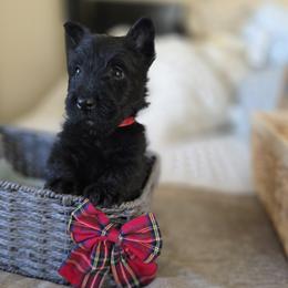 Red collar Female - Black female Scottish Terrier puppy in Eva, Alabama from Schulte's  Scottish Terriers