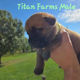 Neon Green - Fawn male Cane Corso puppy in Yale, Michigan from Titan Farms