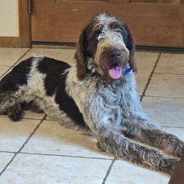 Hank - Liver and white male German Wirehaired Pointer puppy in Clatskanie, Oregon from Paulette Gamroth's German Wirehaired Pointers