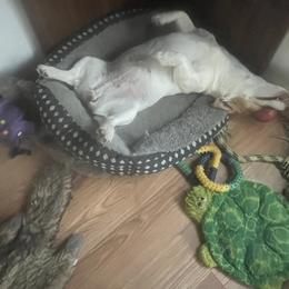 Border Collie and Jack Russell Terrier Puppies from CP FARMS BORDER COLLIES N JACKS CORP