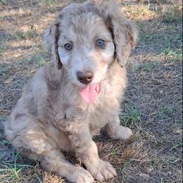 Winston - Brown merle male Aussiedoodle puppy in Grand Saline, Texas from Aussies Acre