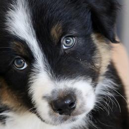 Strudel - Black tri-color Australian Shepherd puppy in Hurricane, Utah from Coral Sun Aussies