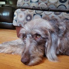 Molly - Labradoodle