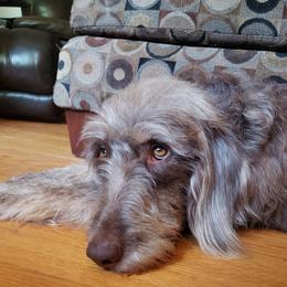 Molly - Labradoodle