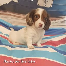 Bullseye - Piebald male Dachshund puppy in Bernice, Oklahoma from Dachs on the lake
