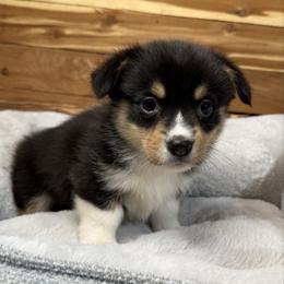Finn - Black and tan male Pembroke Welsh Corgi puppy in Stillwater, Oklahoma from Steele Family Farms