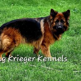 German Shepherd puppies from Ewig Krieger Kennels
