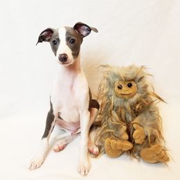Italian Greyhound Puppies from Divine Italian Greyhounds