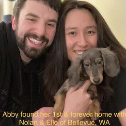 Dachshund Puppies from GretaLo Dachshunds