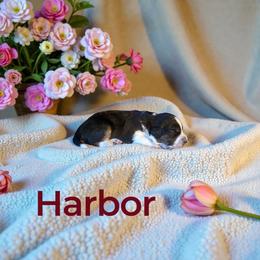 Harbor - Black tri-color female Aussiedoodle puppy in Ellenburg Center, New York from Kristin's Puppies