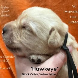 Hawkeye - Black Collar, Yellow Male - 3,500 - Yellow male Labrador Retriever puppy in Eaton Rapids, Michigan from Higher Ground Labradors