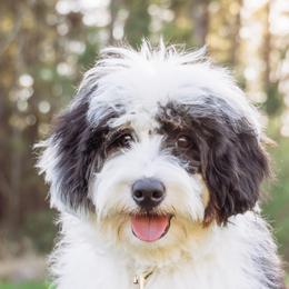 Cookie - Bernedoodle